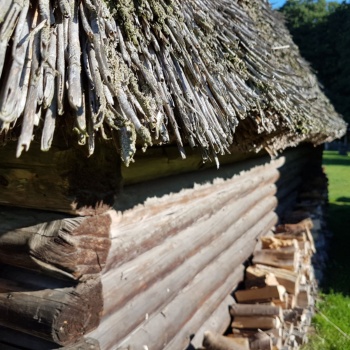 Auf dem Strohdach eines Blockhauses wachsen Flechten. An der Holzwand lagert Feuerholz. Links ist eine Ecke des Hauses zu erkennen. (© LAKD M-V/LA)