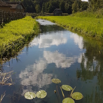 In einem Graben wachsen Seerosen. Links sind kleine Häuser mit Strohdächern hinter einem Flechtwerkzaun zu sehen, im Hintergrund ein Haus mit Strohdach an einer hölzernen Brücke. (© LAKD M-V/LA)