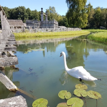 Auf einer Wasserfläche schwimmt ein Schwan zwischen Seerosenblättern. Links sind die Pfosten, der Bohlenbelag und das Geländer einer hölzernen Brücke zu sehen. Im Hintergrund stehen Häuser mit Strohdach und die hölzernen Wände einer Einhegung hinter einem Flechtwerkzaun. (© LAKD M-V/LA)