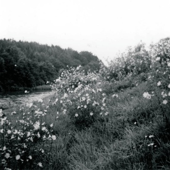 An einer steilen Böschung wachsen blühende Pflanzen. Links ist ein Stück See und dahinter Wald zu sehen. (© LAKD M-V/LA)