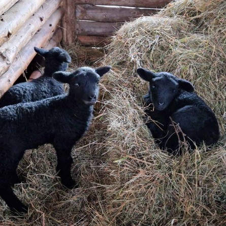 Rauhwollige Pommersche Unschuldslämmchen. Foto [Ausschnitt]: LAKD M-V, Landesarchäologie, Rudolf Bösler.