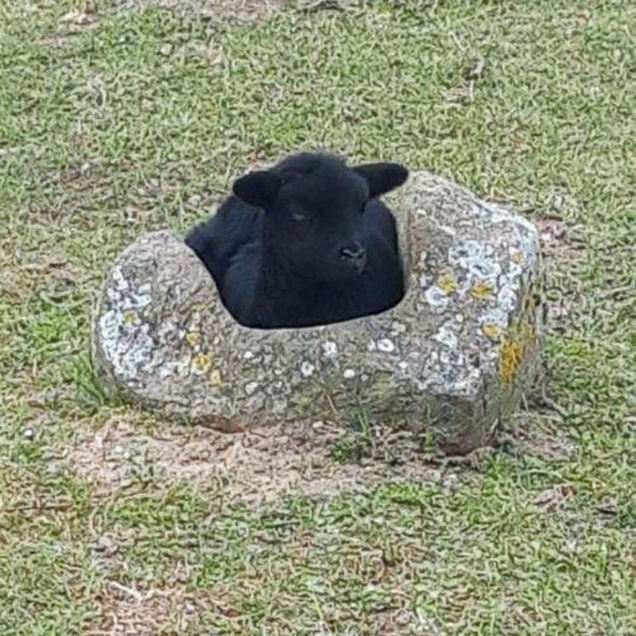 Schwarzes Lamm in einer Trogmühle