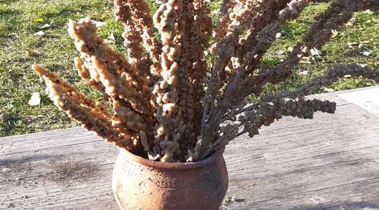 Kerzen nach mittelalterlichem Vorbild aus Pflanzen und Bienenwachs. Foto: LAKD M-V, Landesarchäologie, Heike Pilz.