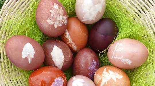 Mit Pflanzen und Pflanzenteilen gefärbte Eier. Foto [Ausschnitt]: LAKD M-V, Landesarchäologie.